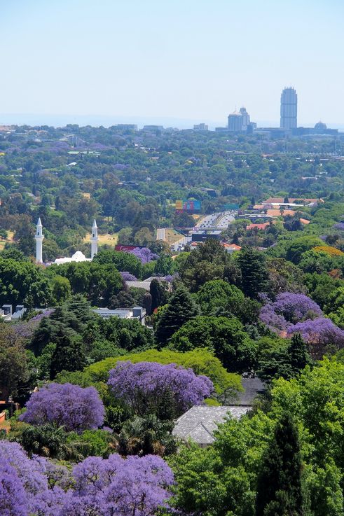 Jacarandás de Johannesburgo