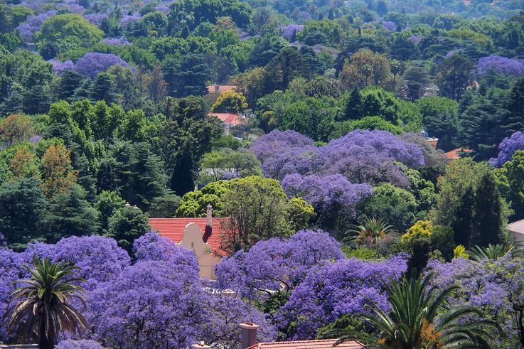 Jacarandás de Johannesburgo