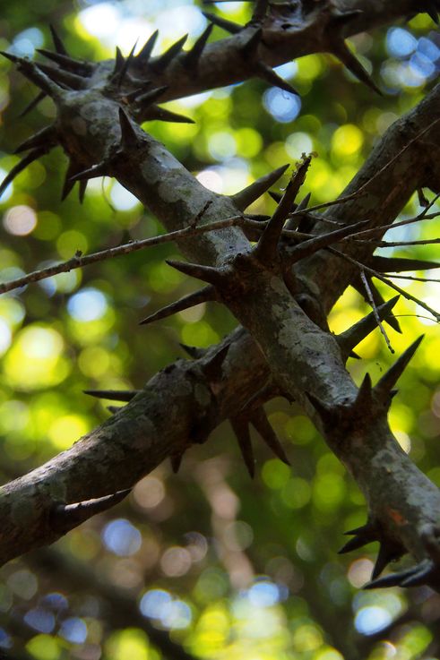 Dalbergia armata - Cañón del Blyde