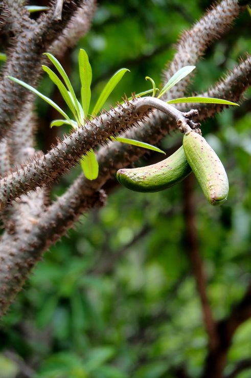 Pachypodium - Cuevas Echo