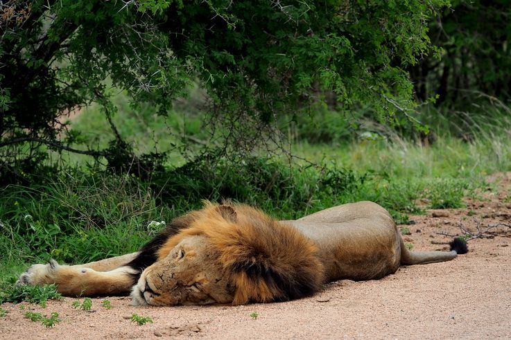Lion au Kruger National Park