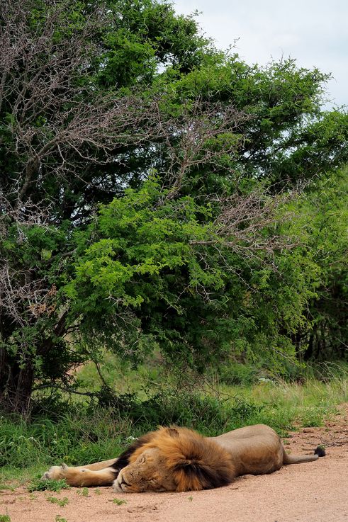 Lion au Kruger National Park