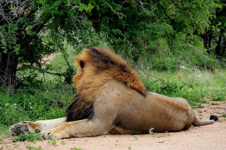 Lion au Kruger National Park