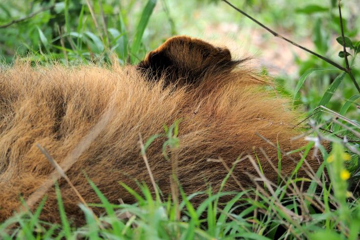 Lion au Kruger National Park