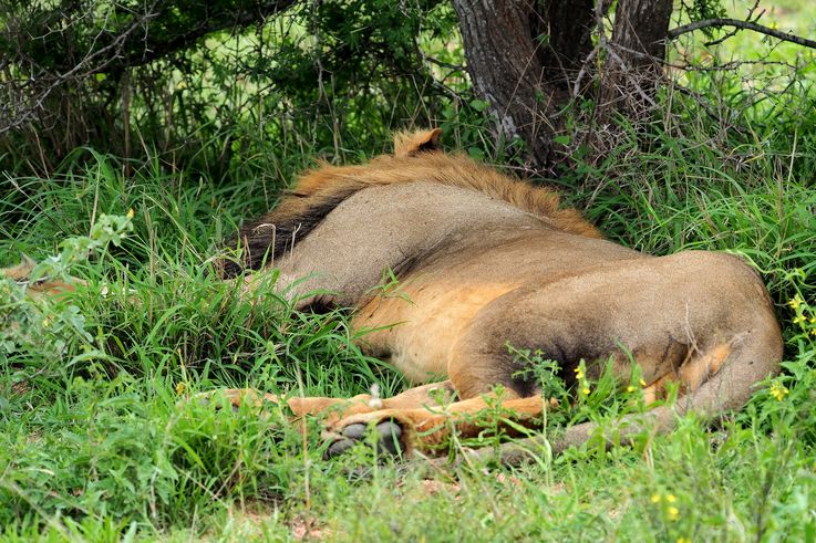 Lion au Kruger National Park