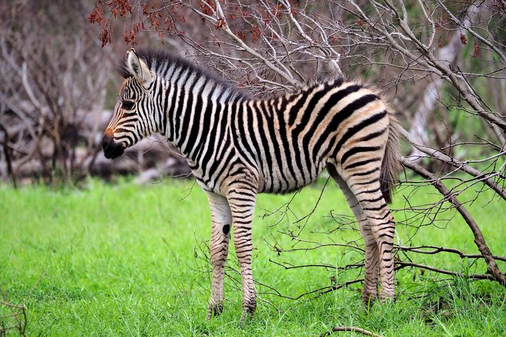 Zèbre des plaines au Kruger National Park
