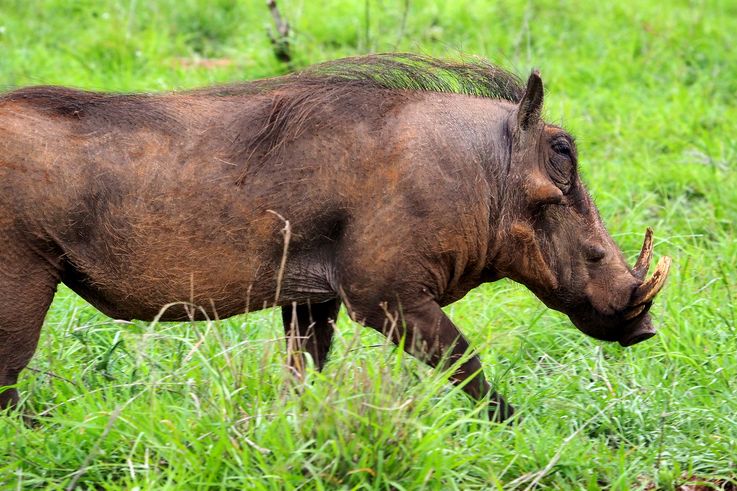 Phacochère au Kruger National Park