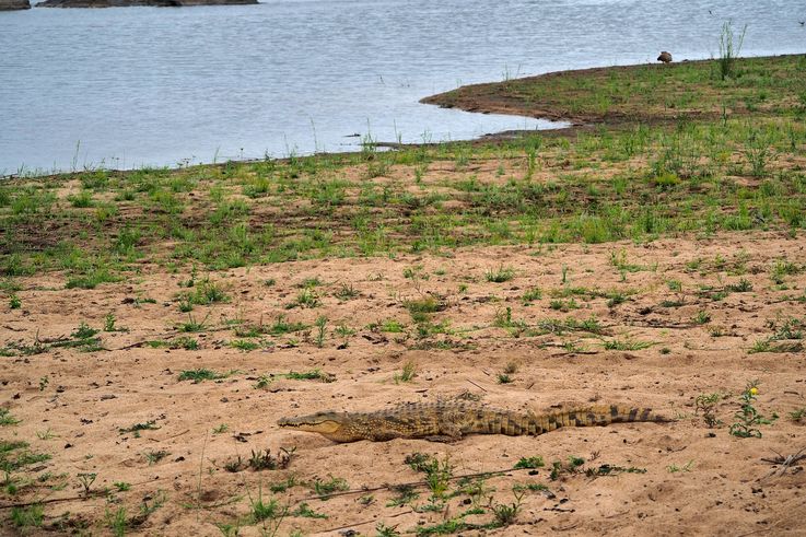Crocodile Du Nil au Kruger National Park