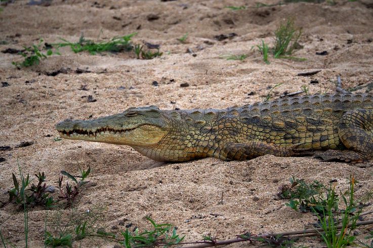 Crocodile Du Nil au Kruger National Park