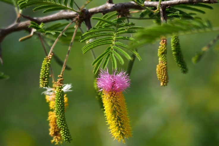 Acacia Saint Domingue au Kruger National Park
