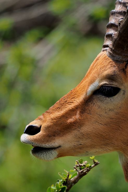 Impala au Kruger National Park