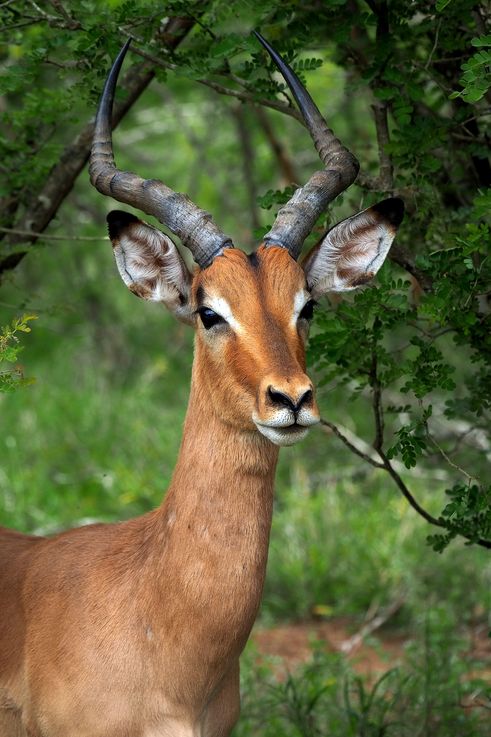 Impala au Kruger National Park