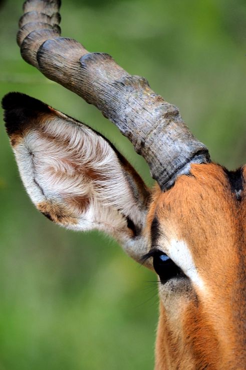 Impala au Kruger National Park