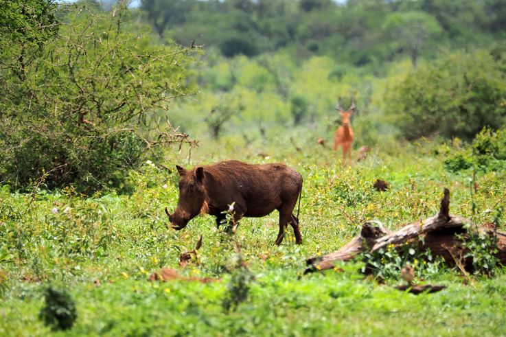 Phacochère au Kruger National Park