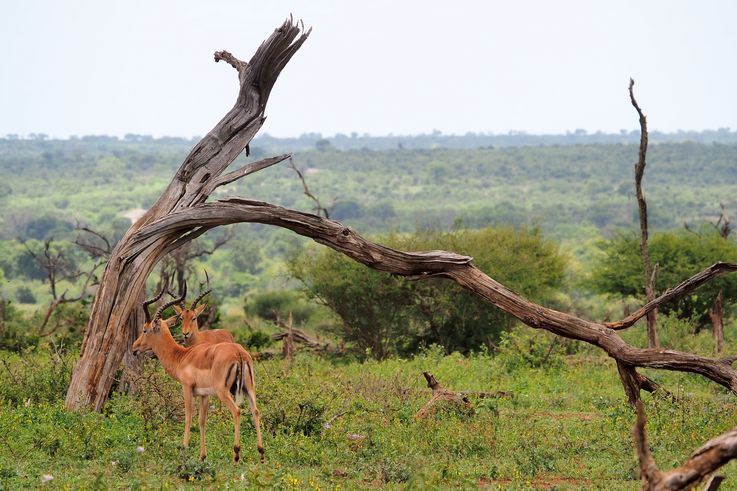 Impala au Kruger National Park