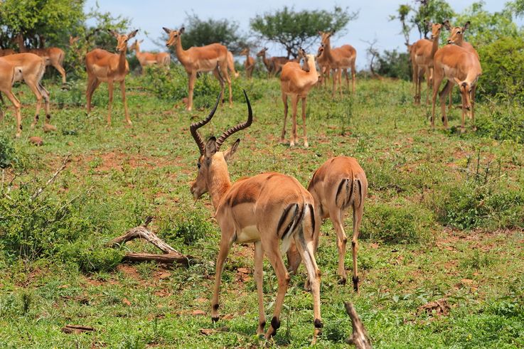 Impala au Kruger National Park