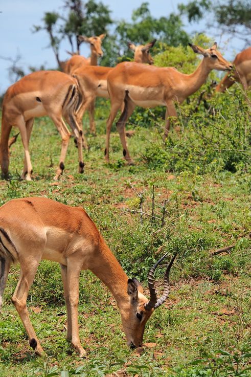 Impala au Kruger National Park