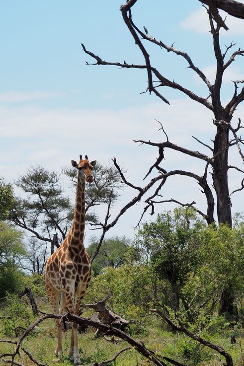Girafe au Kruger National Park