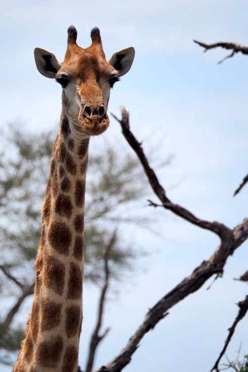 Girafe au Kruger National Park