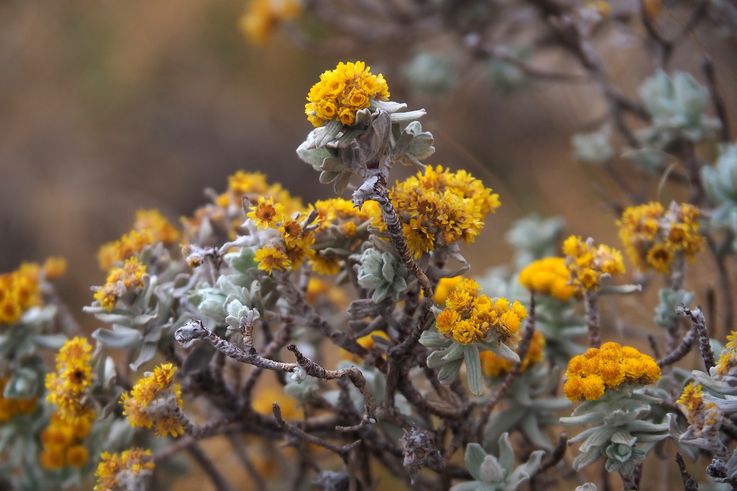 Royal Natal National Park Sentinel Hiking Trail dans le Drakensberg