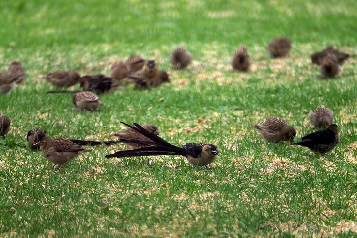 Euplecte Veuve Noire dans le Drakensberg