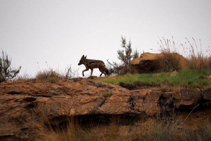 Chacal à Chabraque dans le Drakensberg