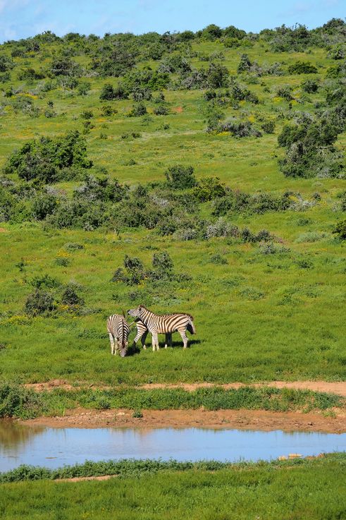 Plains Zebra at Addo Elephant Park