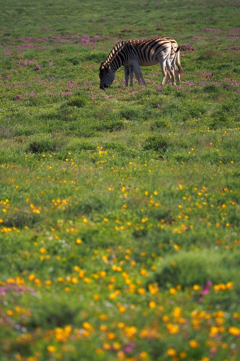 Plains Zebra at Addo Elephant Park