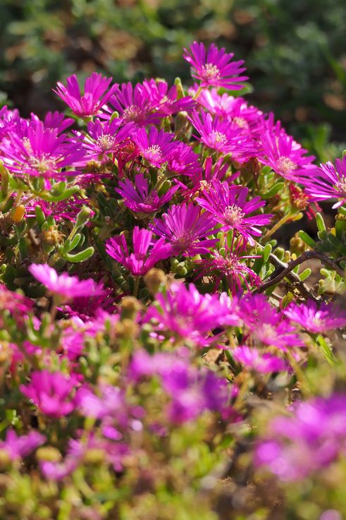 Drosanthemum at Addo Elephant Park