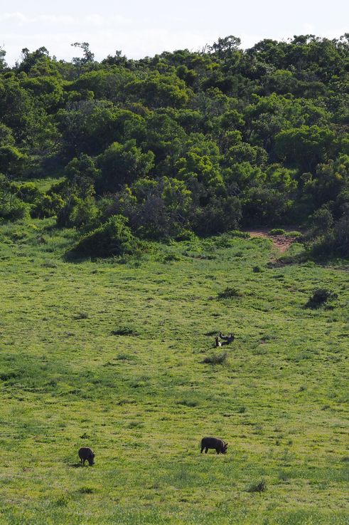 Warthogs at Addo Elephant Park