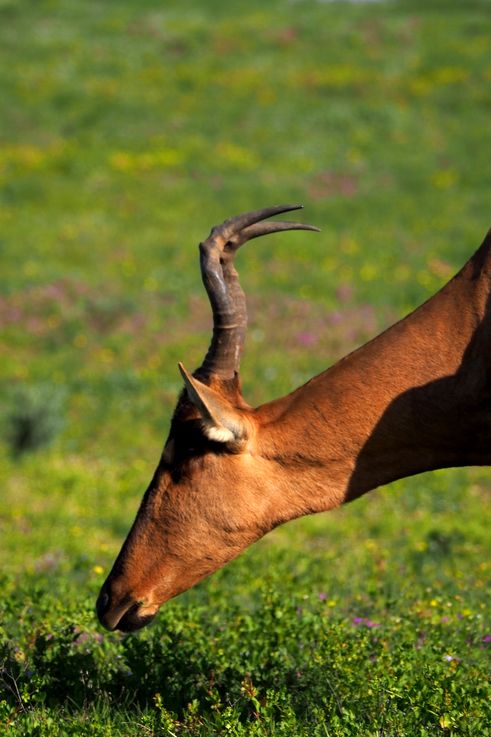 Hartebeest at Addo Elephant Park