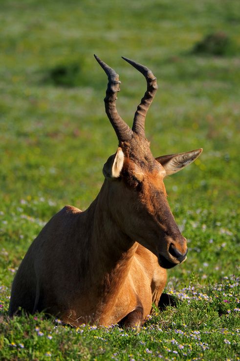 Hartebeest at Addo Elephant Park