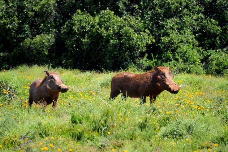 Warthogs at Addo Elephant Park