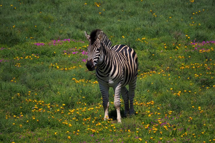 Plains Zebra at Addo Elephant Park