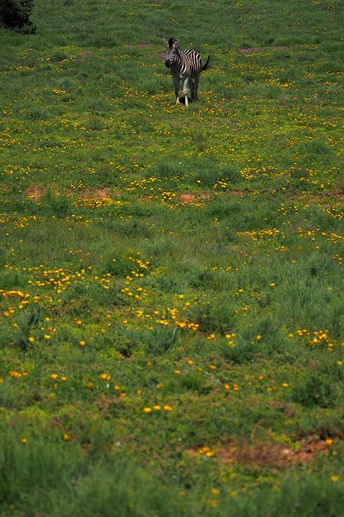 Plains Zebra at Addo Elephant Park