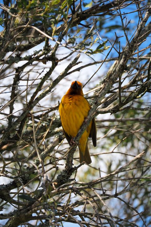 Cape Weaver at Addo Elephant Park