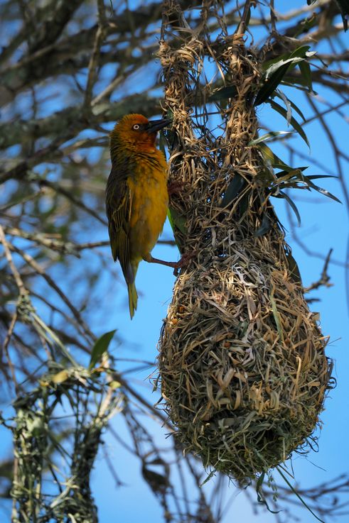 Cape Weaver at Addo Elephant Park