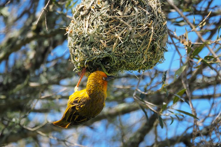 Cape Weaver at Addo Elephant Park