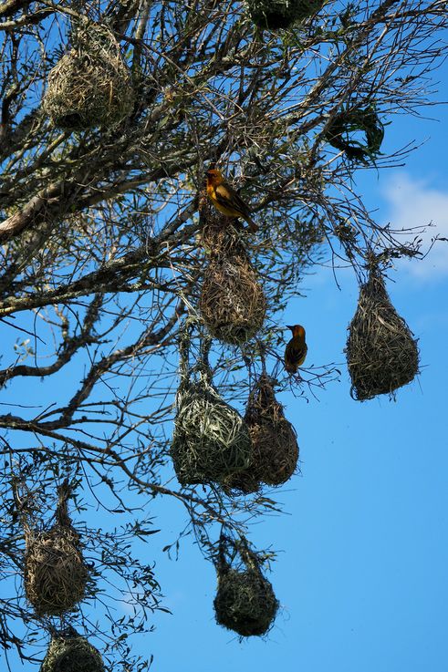 Cape Weavers at Addo Elephant Park