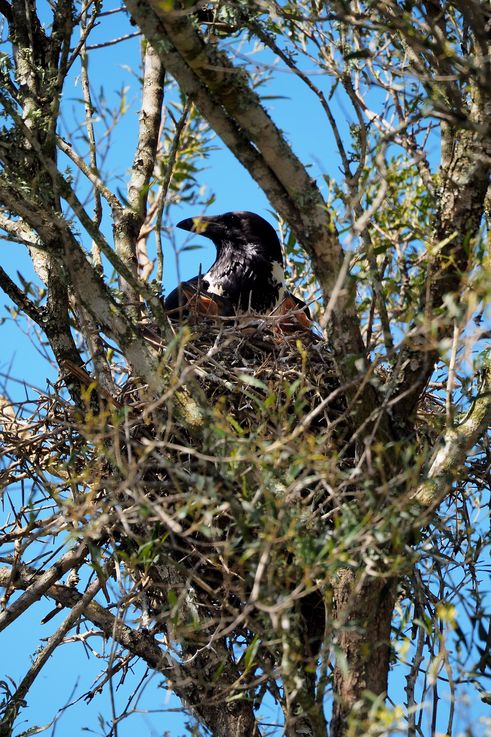 Pied Crow at Addo Elephant Park