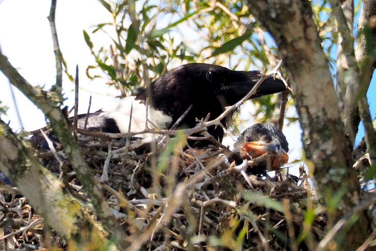 Pied Crow at Addo Elephant Park