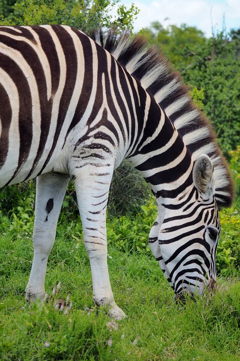 Plains Zebra at Addo Elephant Park