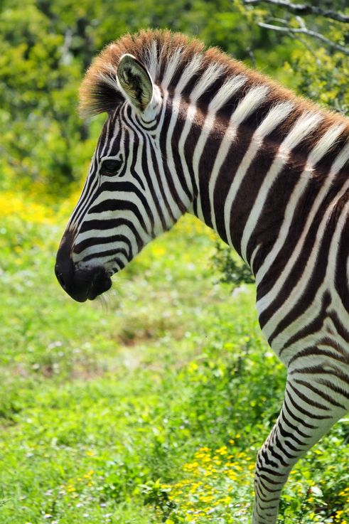 Plains Zebra at Addo Elephant Park