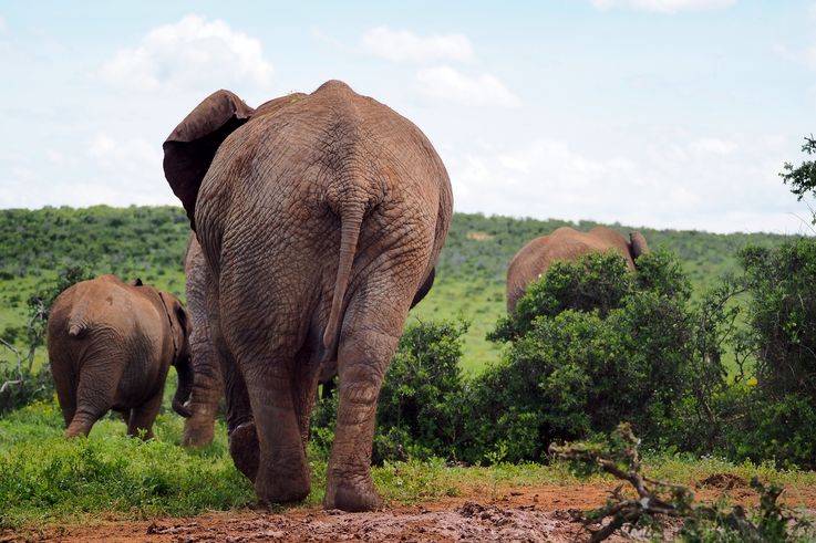 Elephant in Addo Elephant Park