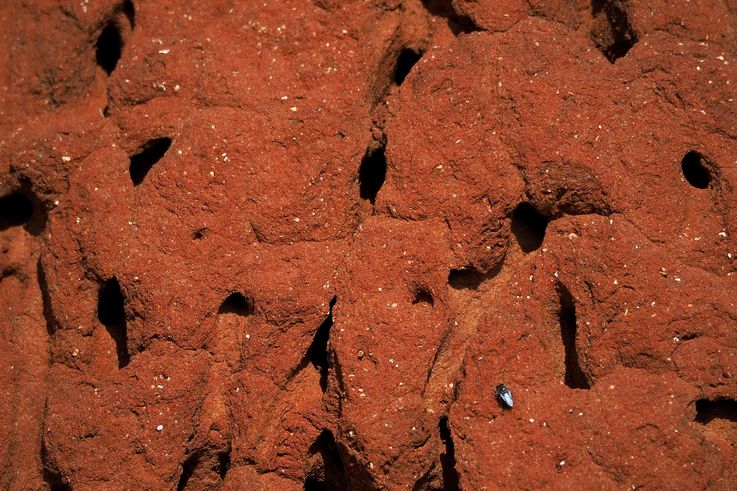 Termite mound in Addo Elephant Park
