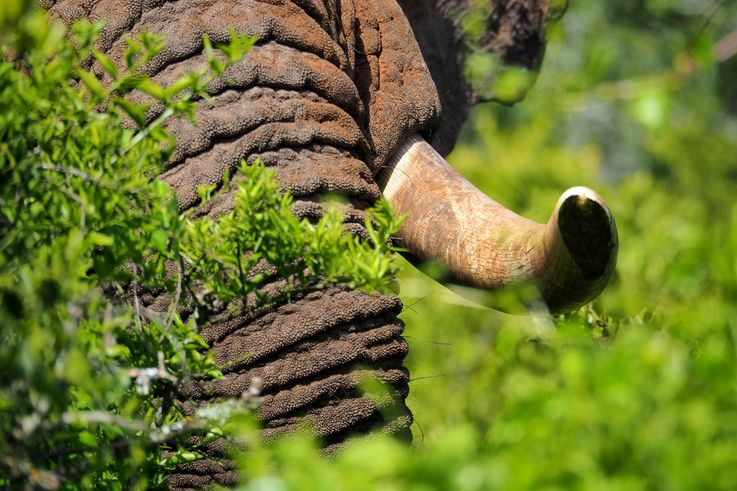 Elephant in Addo Elephant Park