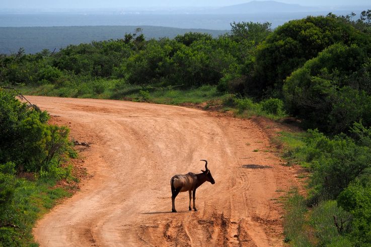 Hartebeest in Addo Elephant Park