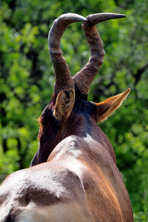 Hartebeest in Addo Elephant Park
