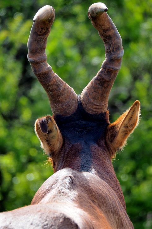 Hartebeest in Addo Elephant Park