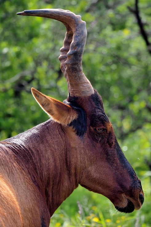 Hartebeest in Addo Elephant Park